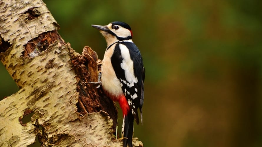 Wandelroute Rucphense Bossen (Geel)