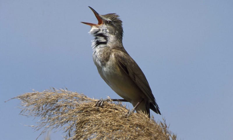 Grote karekiet Natuurmonumenten