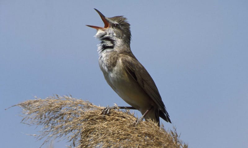 Grote karekiet Natuurmonumenten