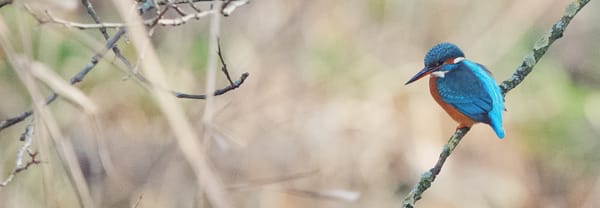 Ijsvogel genietend van een zacht zonnetje