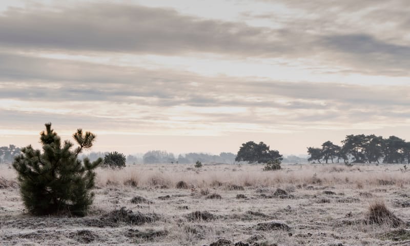 Vorst op De Plateaux