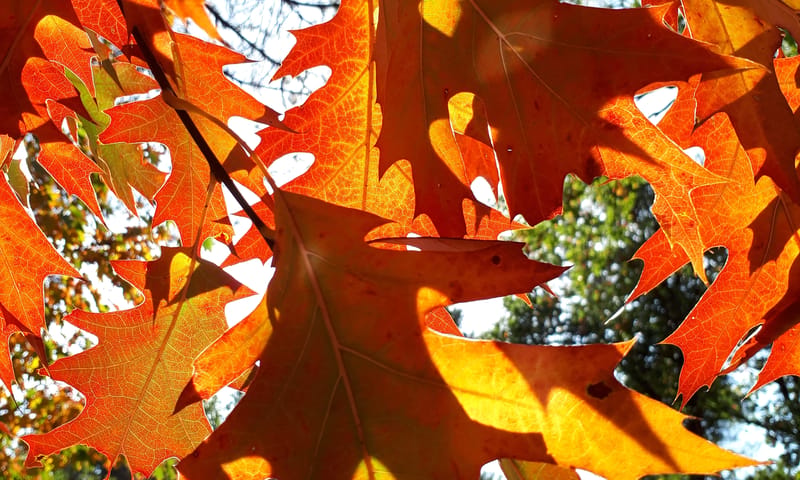 Herfstkleuren!