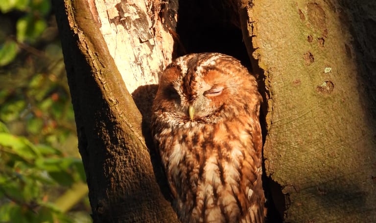 Bosuil in avondlicht