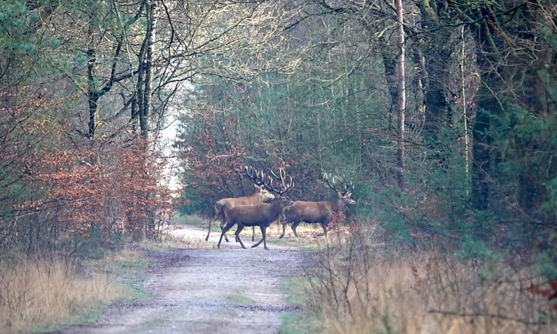 Edelherten op de Veluwe