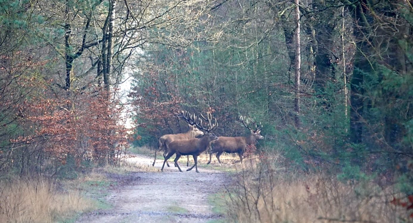Edelherten op de Veluwe