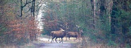 Edelherten op de Veluwe