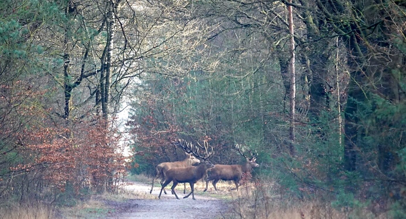 Edelherten op de Veluwe