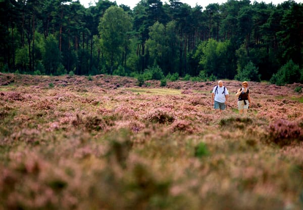 Heide en grazers Heide en grazers