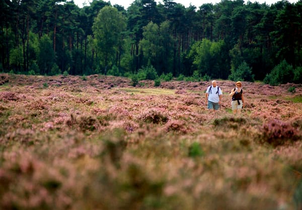 Heide en grazers Heide en grazers