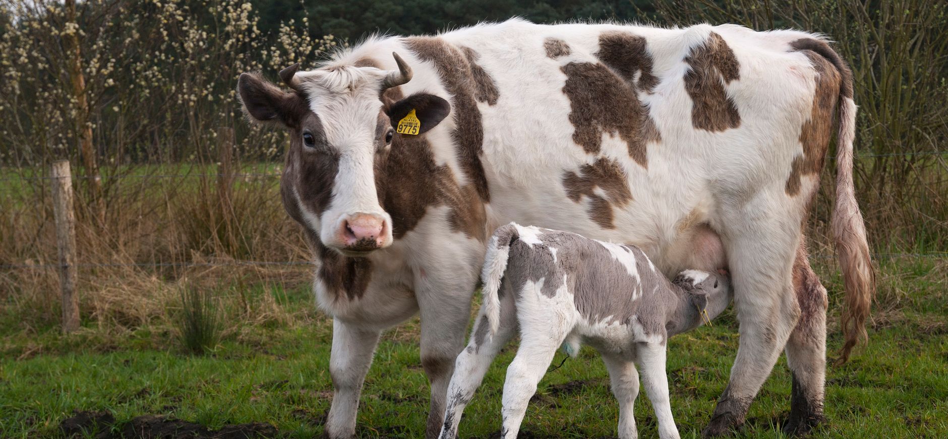 Heidekoetjes veroveren het Mantingerveld