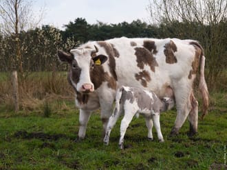 Heidekoetjes veroveren het Mantingerveld