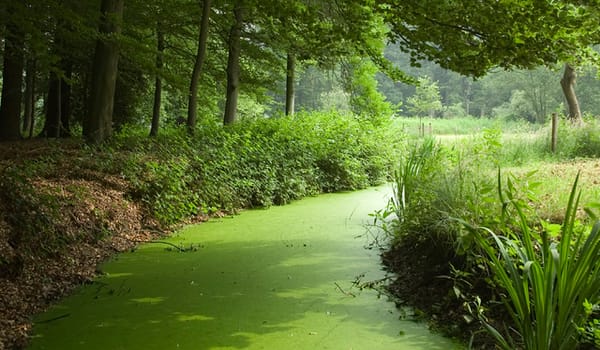 Hierdense Beek
