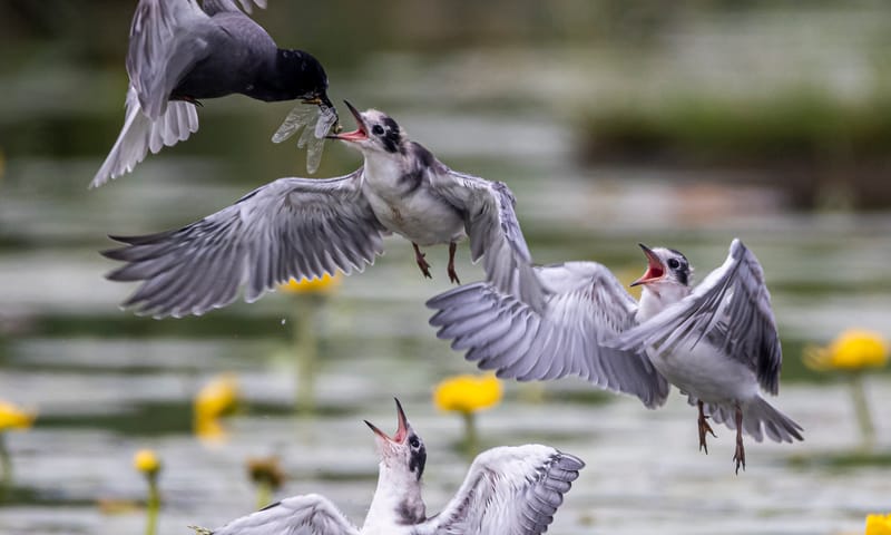De jonge zwarte sternen kunnen al een beetje fladderen en daarmee proberen ze als eerste voedsel te krijgen.