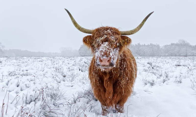 Witte Veen winterwandeling voor gezinnen