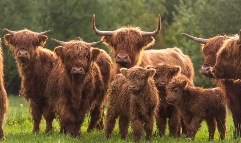 Kadoelerbosroute, tussen Kraggenburg en Vollenhove