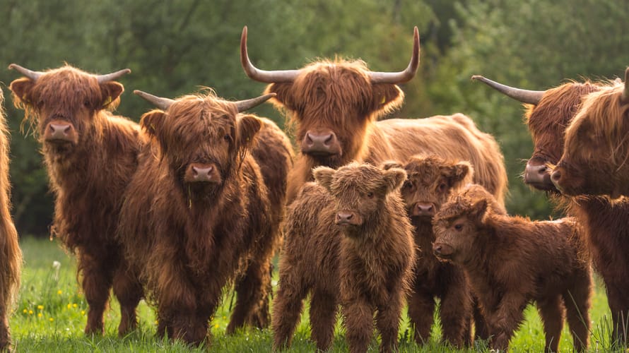 Kadoelerbosroute, tussen Kraggenburg en Vollenhove