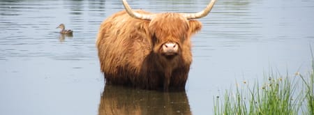 Schotse Hooglander in de Dintelse Gorzen