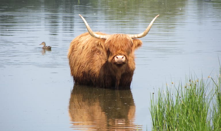 Schotse Hooglander in de Dintelse Gorzen