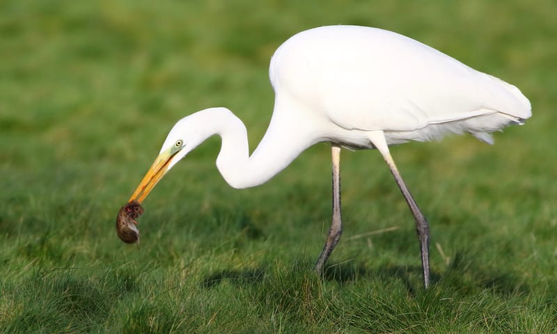Jagende Grote Zilverreiger