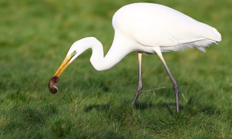 Jagende Grote Zilverreiger