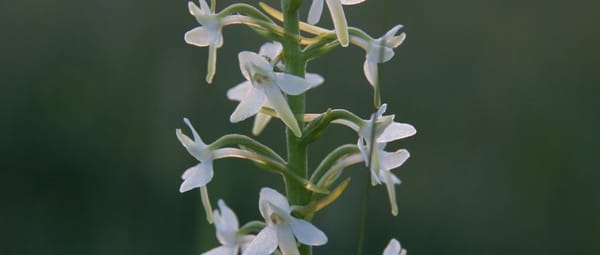 Welriekende Orchidee