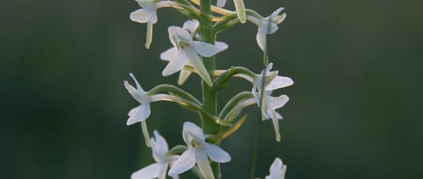 Welriekende Orchidee