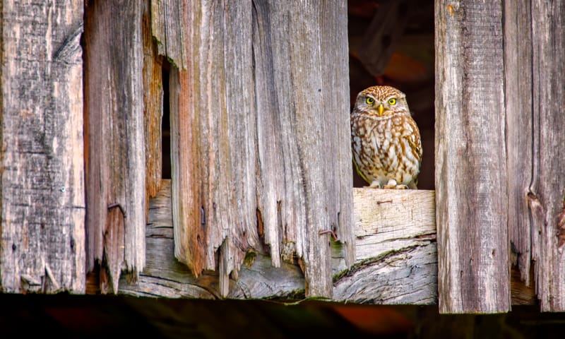 Steenuil in een oude schuur, gefotografeerd in het Woold- Winterswijk 