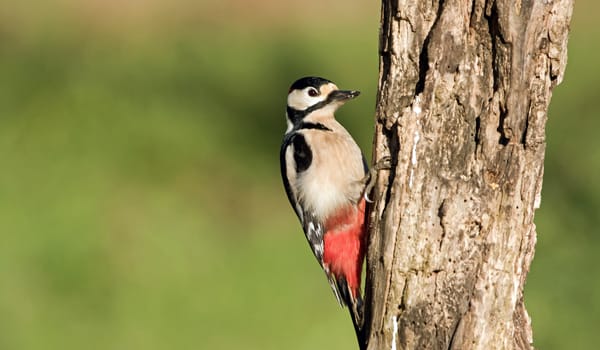 Grote Bonte Specht