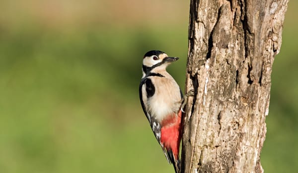 Grote Bonte Specht