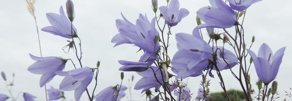 Grasklokjes Campanula rotundifolia. Zo teer.