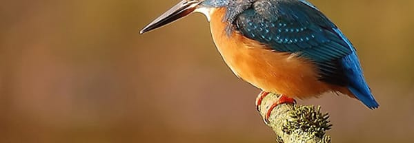 IJsvogel