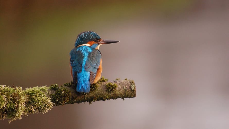 Wandelroute Loondermolenpad