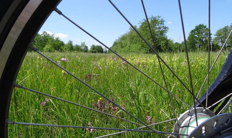 Fietsroute bloemrijke hooilanden in De Wieden
