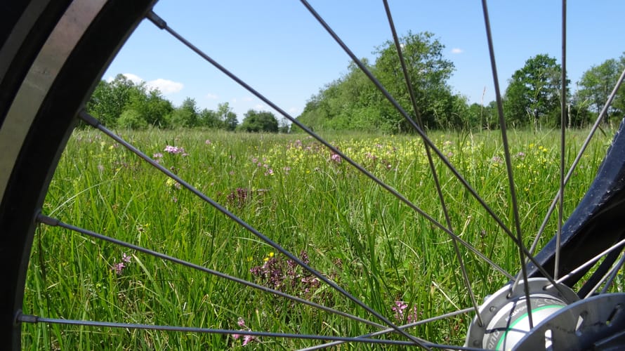 Fietsroute bloemrijke hooilanden in De Wieden