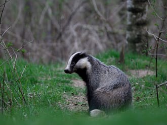 Dassen Hendrik Pad, Egheria bij De Lutte