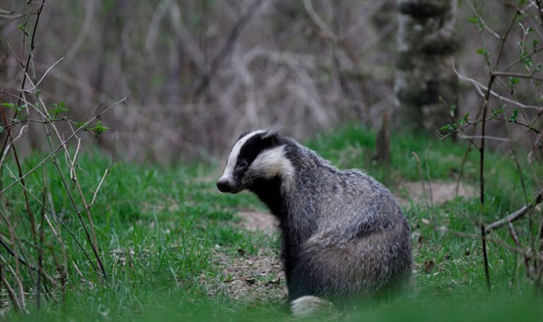 Dassen Hendrik Pad, Egheria bij De Lutte