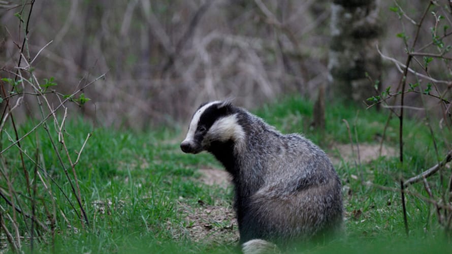Dassen Hendrik Pad, Egheria bij De Lutte