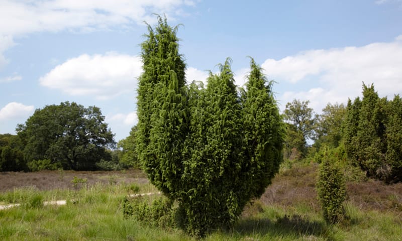 Waarom de jeneverbes zo geneeskrachtig is