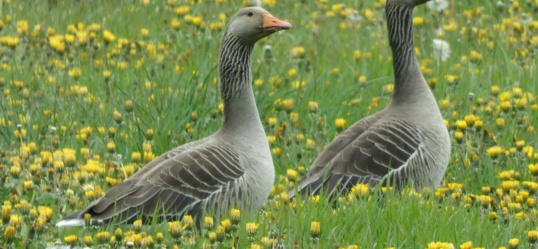 Twee grauwe ganzen tussen paardenbloemen