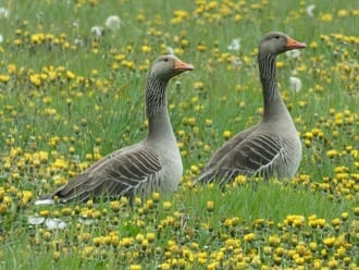 Twee grauwe ganzen tussen paardenbloemen