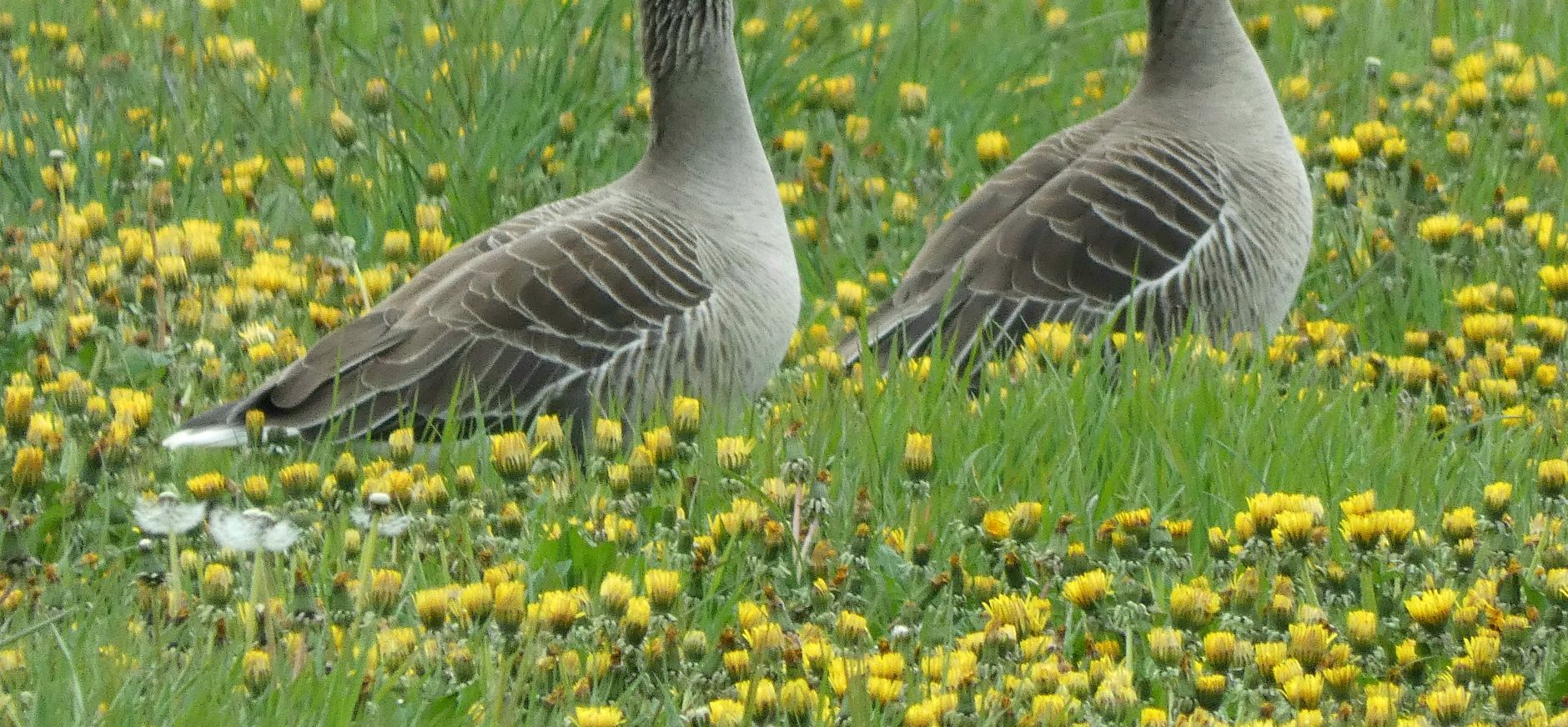 Twee grauwe ganzen tussen paardenbloemen