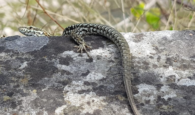 Salamander