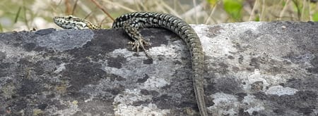 Salamander
