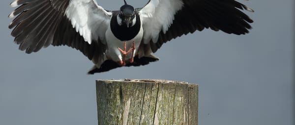 Allerlei vogels op het Quackgors