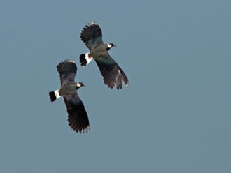 Wandelroute Eemland, vlak bij Eemnes