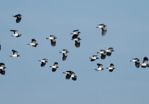 Leeuwterveld