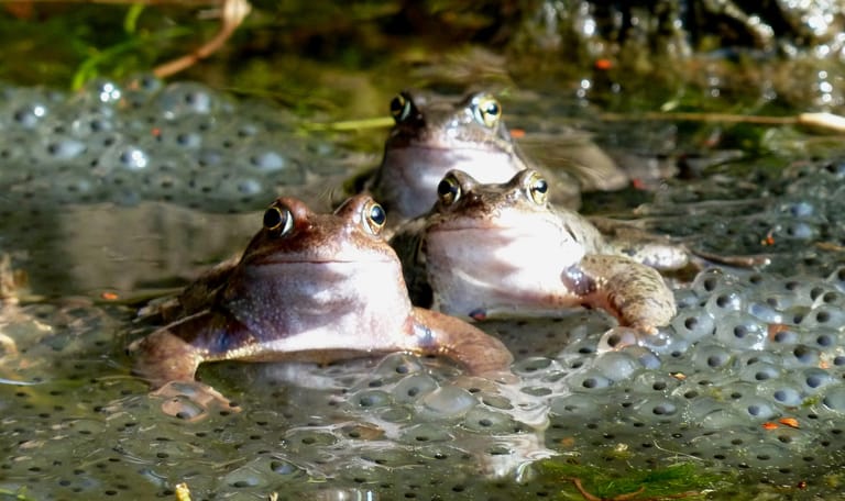 Van kikkerdril tot kikker