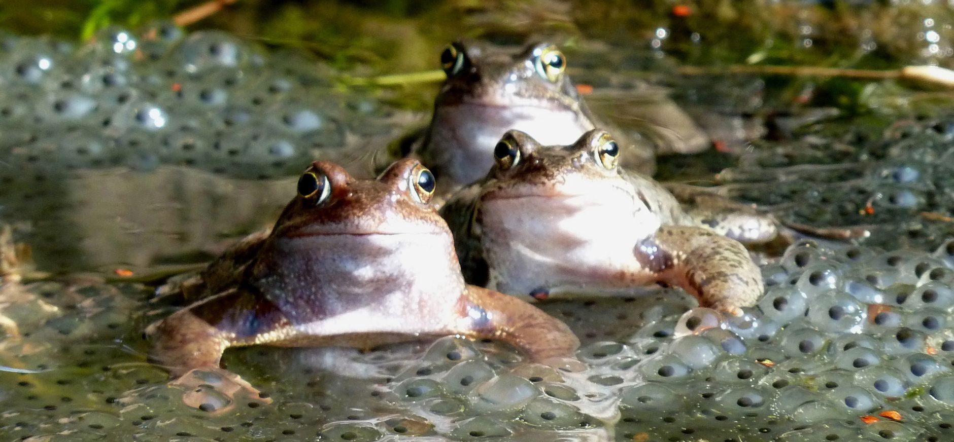 Van kikkerdril tot kikker