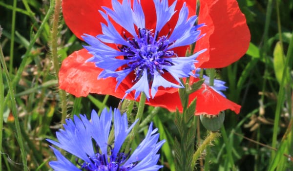 korenbloem en klaproos