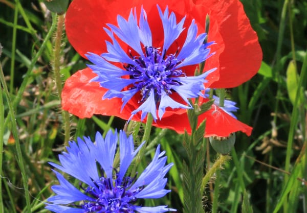 korenbloem en klaproos